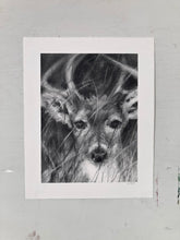 Load image into Gallery viewer, Deer Artwork |Original Charcoal On Paper | Wildlife Art |  Gallery Wall Art | White-Tailed Deer Drawing | Deer Antlers Drawing