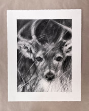 Load image into Gallery viewer, Deer Artwork |Original Charcoal On Paper | Wildlife Art |  Gallery Wall Art | White-Tailed Deer Drawing | Deer Antlers Drawing
