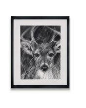 Load image into Gallery viewer, Deer Artwork |Original Charcoal On Paper | Wildlife Art |  Gallery Wall Art | White-Tailed Deer Drawing | Deer Antlers Drawing